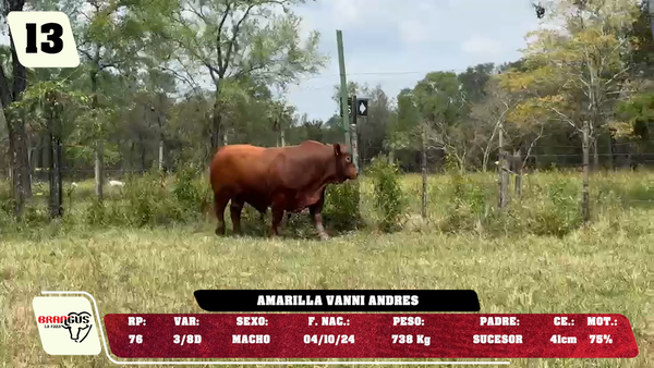 Lote LOTE 13 - DE CAMPO