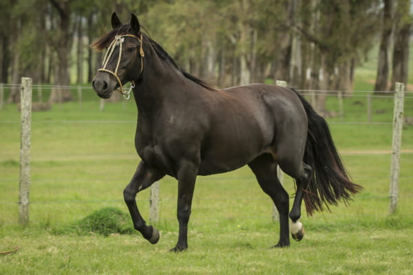 Lote JAZMIN DE LA COLINA R.P 190