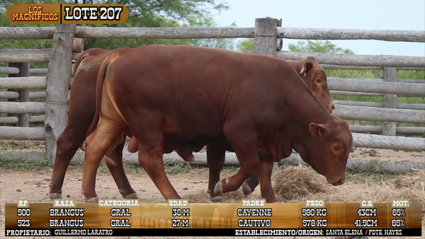 Lote LOTE 207 - VIVO