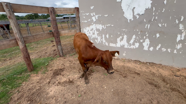 Lote 1 Terneros