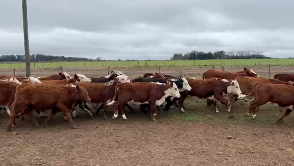 Lote 0 Terneras en Buenos Aires, Ramallo