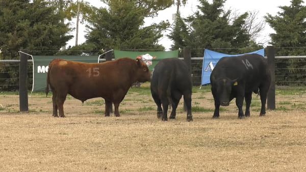 Lote TOROS ANGUS PUROS CONTROLADOS