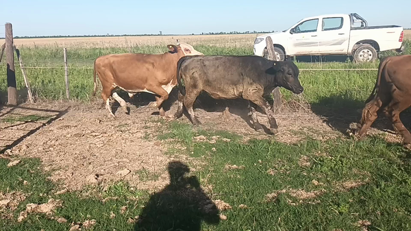Lote 13 Novillitos Cruza en Moises Ville, Santa Fe