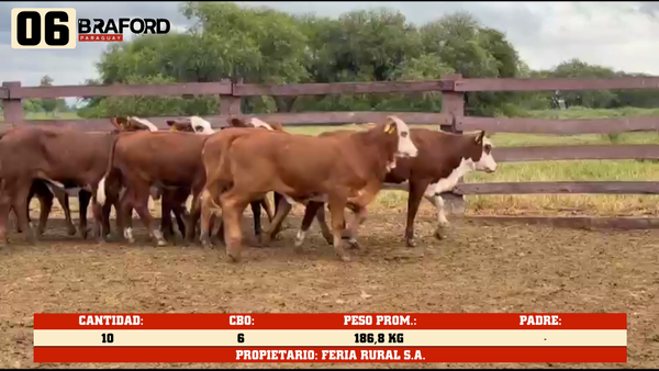 Lote LOTE 6