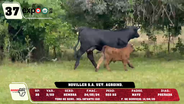 Lote LOTE 37