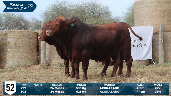 Lote LOTE 52