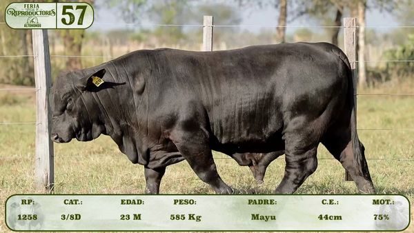 Lote LOTE 57