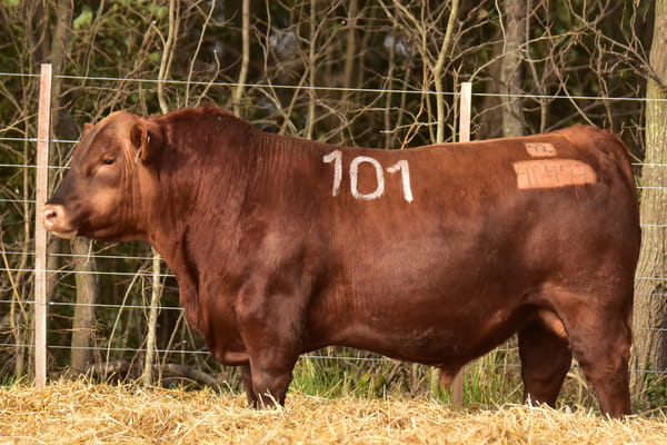 Lote TOROS ANGUS PC