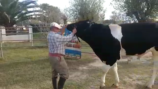 Lote Oscar Giuliano - Toro Pratto