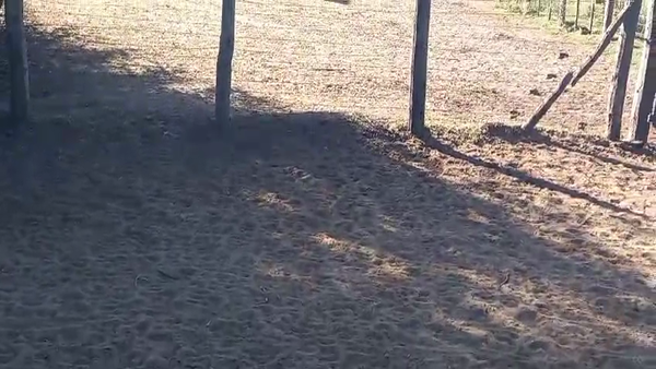 Lote 110 Terneros en Pirovano