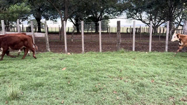 Lote TERNEROS Y TERNERAS