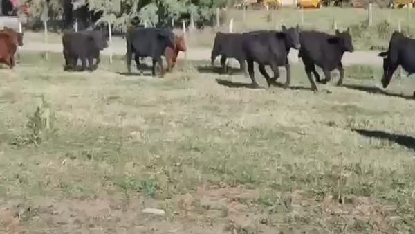 Lote 70 Terneros en Dolores, Buenos Aires