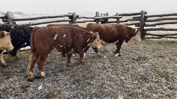 Lote 40 Novillo Engorda en XI Región Aysén, Coyhaique