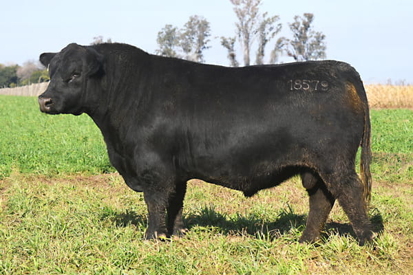 Lote RP 18579 - TOROS PP ELITE
