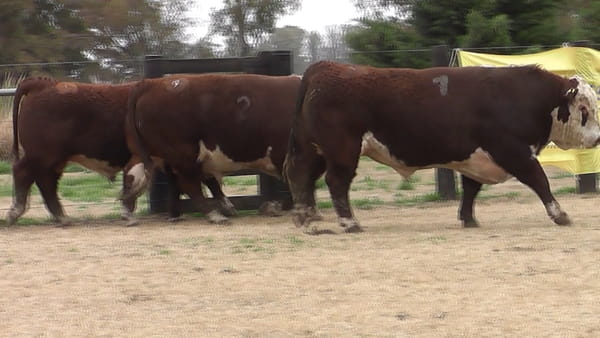 Lote TOROS P. HEREFORD PR