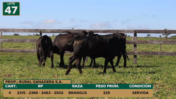Lote HEMBRAS LOTE 47