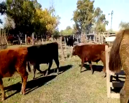 Lote 50 Terneros de 245Kg en Cañuelas, Buenos Aires