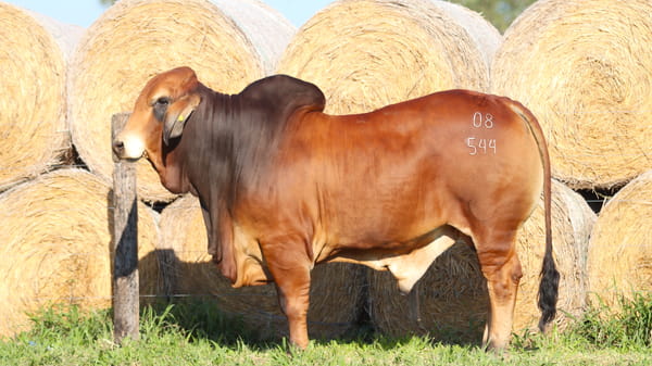 Lote LOTE 52