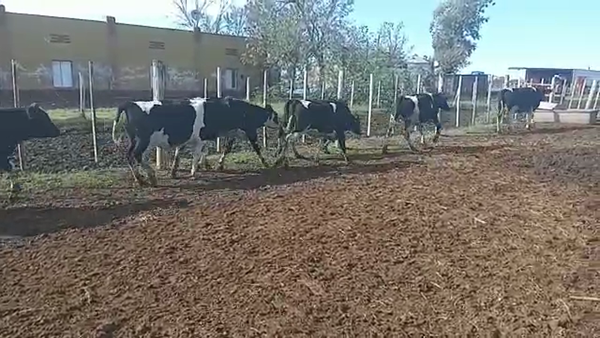 Lote 22 Novillitos en Pueblo Marini, Santa Fe