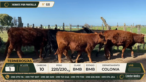 Lote 10 TERNEROS/AS en Colonia