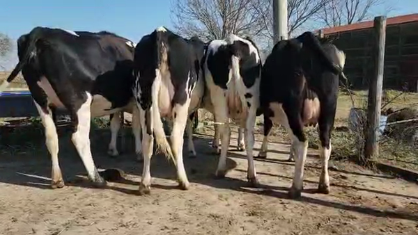 Lote Leonel Amherdt - Vaquillonas Preñadas