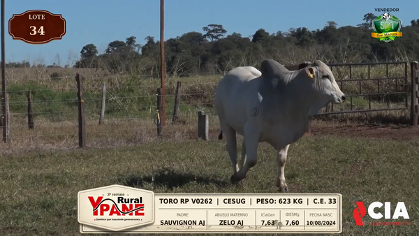 Lote Lote 34