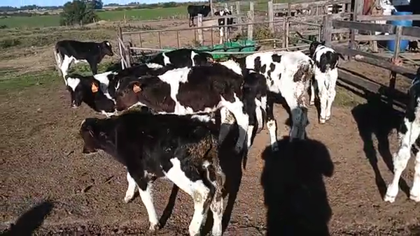 Lote 10 Terneros HOLANDO, San José