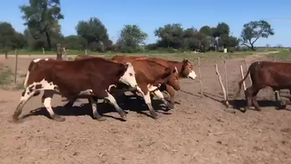 Lote 67 Novillos en Las Lomitas, Formosa