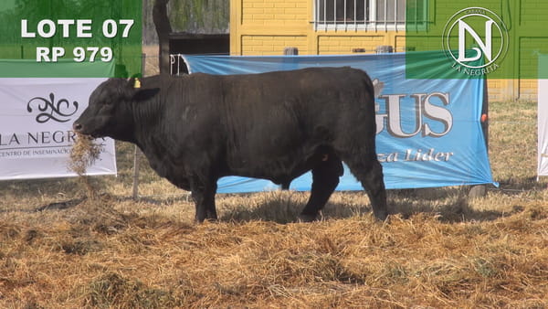 Lote TORO PC ANGUS NEGRO - RP 979