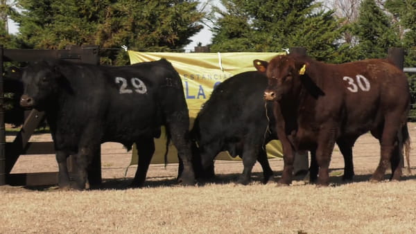 Lote TOROS ANGUS PUROS CONTROLADOS