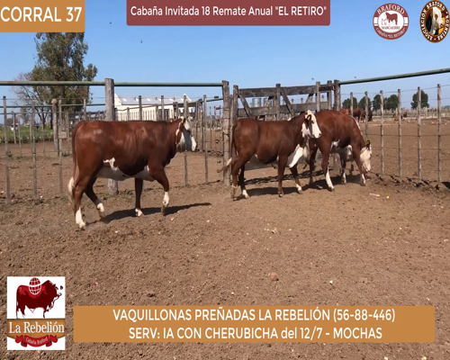 Lote vaquillonas Preñadas La Rebelion