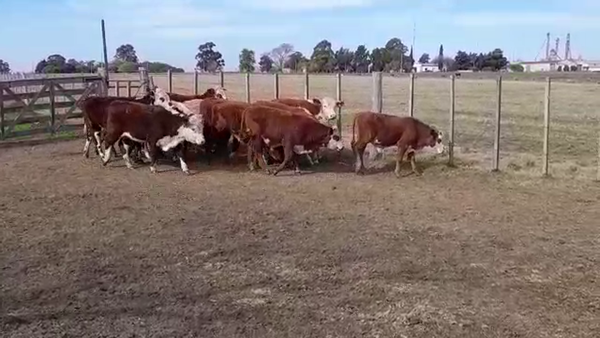 Lote (Vendido)14 Terneros HEREFORD/ BRANGUS 255kg -  en PALO SOLO