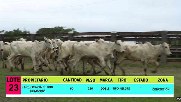 Lote LOTE 23 - 60 VAQUILLAS CBO 1