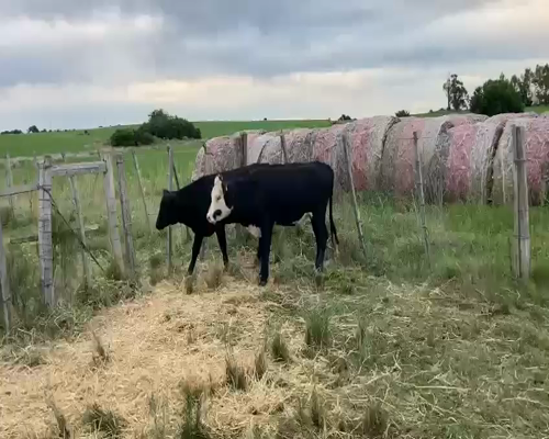 Lote 7 Terneras ANGUS HEREFORD Y CRUZA 210kg - , San José