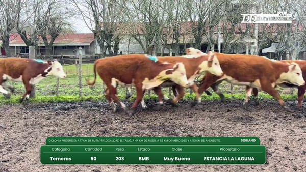 Lote (Vendido)50 Terneras 203kg - , Soriano