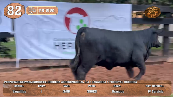 Lote LOTE 82 -EN VIVO