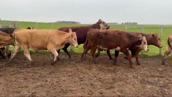 Lote 36 Novillos 418kg -  en Guaviyu - Km 105 - Ruta 27 - 13 km al Norte por camino vecinal