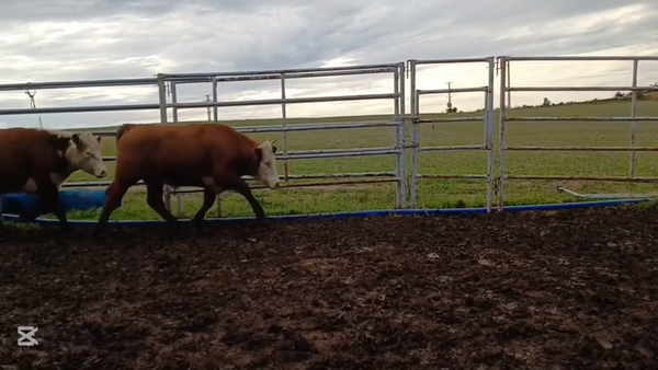 Lote NOVILLOS 1 A 2 AÑOS