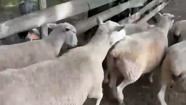 Lote 10 Ovejas, San José