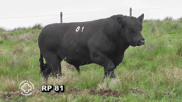 Lote Toro 3 años | S.A.
