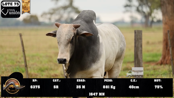 Lote LOTE 75