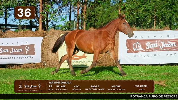 Lote LOTE 36