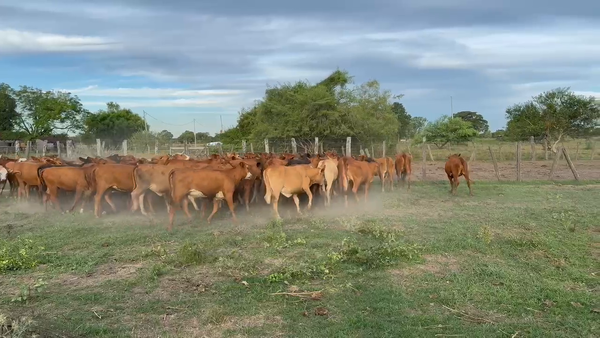 Lote 120 Terneras en Corrientes, San Luis del Palmar