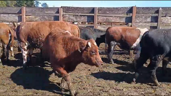 Lote 40 Novillo Gordo en Los Ángeles, VIII Región Biobío