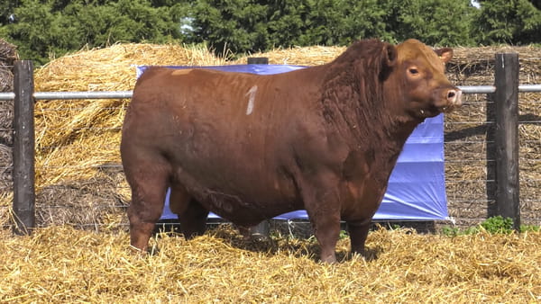 Lote TOROS ANGUS PURO CONTROLADO