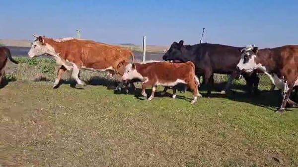 Lote PIEZAS DE CRIA