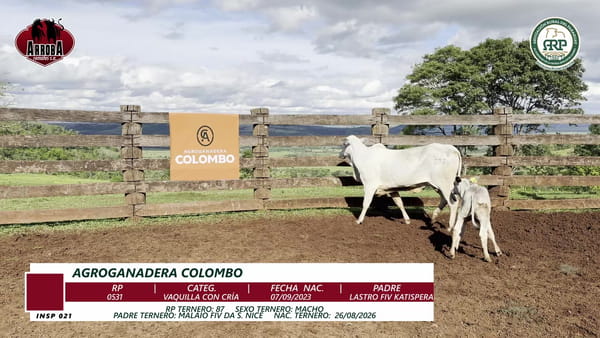Lote VAQUILLA CON CRÍA