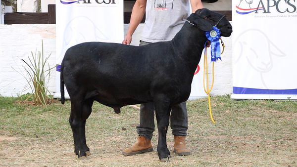Lote Lote 17 - Ovinos