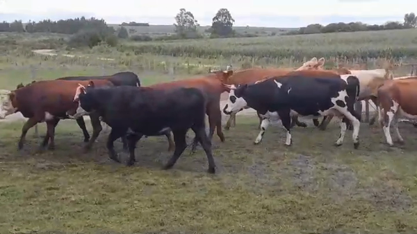 Lote (Vendido)18 Vacas preñadas ANGUS/ HEREFORD en LA LAGUNA