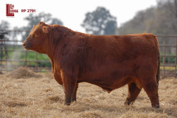 Lote TOROS ANGUS  PP